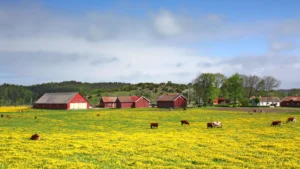 wycena gospodarstw rolnych